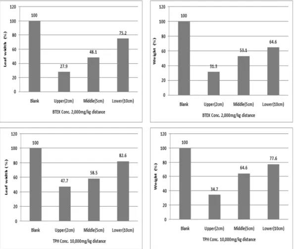 Fig. 3.  Growth of Lactuca sativa in contaminated soil(25days)
