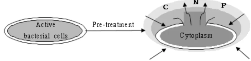 Fig. 1.  Schematic representation of sludge solubilization (Kim  et al. , 2007).