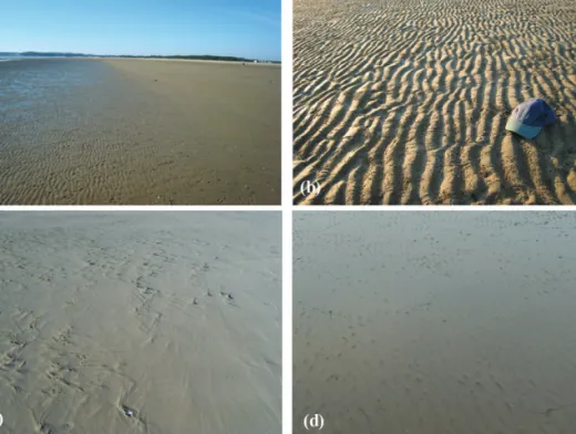 Fig. 4.  Ripples and ridge-runnel structure in Mongsanpo intertidal flat. (a) Runnel in the left of the image with ripples and ridge with no ripple on the right (2007/08/23)