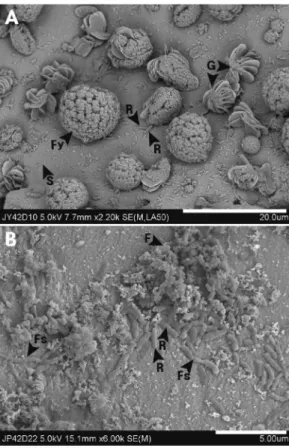 Fig. 10.  SEM images of the pyrite surface. After 10 days(A, pH=3.94) and 22 days(B, pH=4.88) of bioleaching with supplement yeast extract(0.02%) at 42 o C