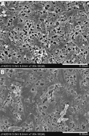 Fig. 2. The variation of pH and Eh vs. time in the growth- growth-medium with containing elemental sulfur and yeast extract at 42 o C(bacteria)( ● ; pH,  ○ ; Eh).