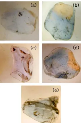Fig. 9. This Be 2+  diffused samples are shown in an  immersion filled with methylene iodide