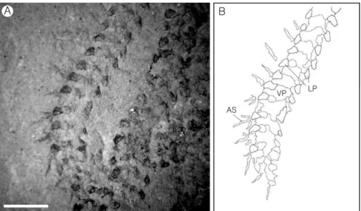 Fig. 6. Detail and drawing of arm structure of a Duho ophiuroid fossil, characterized by short and conical arm spines, and well-developed arm plates