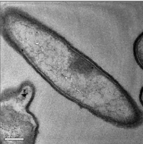 Fig. 1. A TEM image of Shewanella putrefaciens CN32.