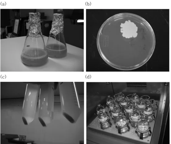 Fig. 2. Photographs of microbial cultivation and reaction with uranium (U). (a) liquid and (b) solid media with grown Shewanella p.