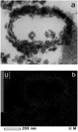 Fig. 6. Several aggregated microbes with considerable surface uranium minerals.