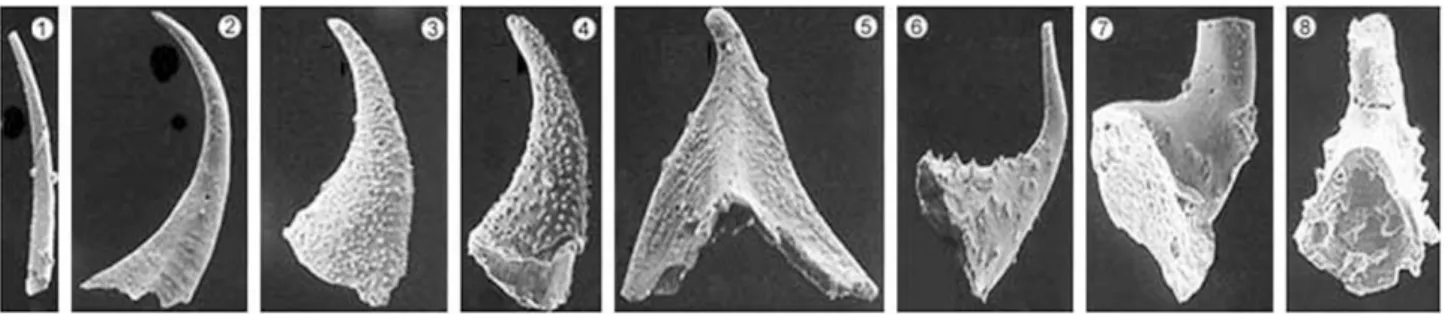 Fig. 1. Some Upper Cambrian conodonts showing evolutionary trend (from left to right)