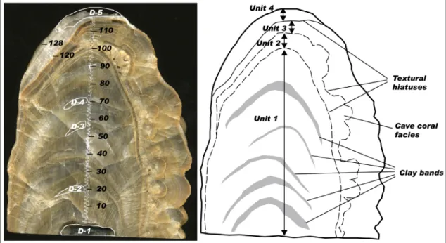 Fig. 2.  A vertical section of the stalagmite (GE-1) in this study. The left figure is the slab photograph of the transverse section with sampling points for dating (D1~D5) and stable isotope analysis