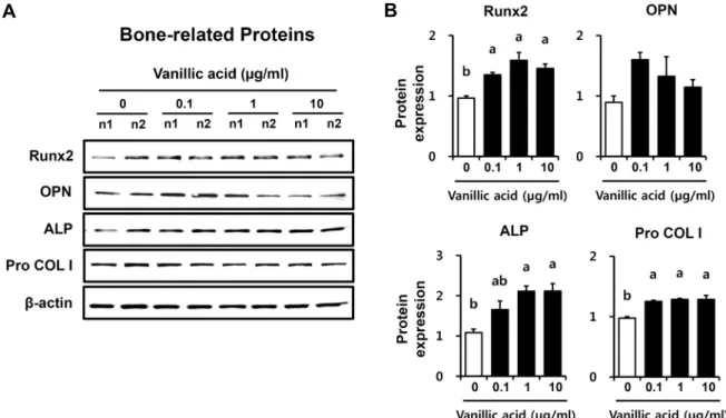 Fig. 3. Bone-related protein expression by VA treated in osteoblastic MC3T3-E1 cells for 3 days