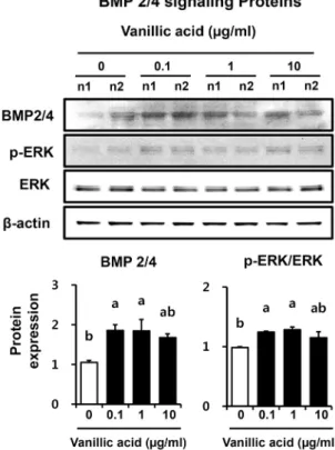 Fig. 4. BMP 2/4 signaling proteins activation by VA treated in  osteoblastic MC3T3-E1 cells for 3 days