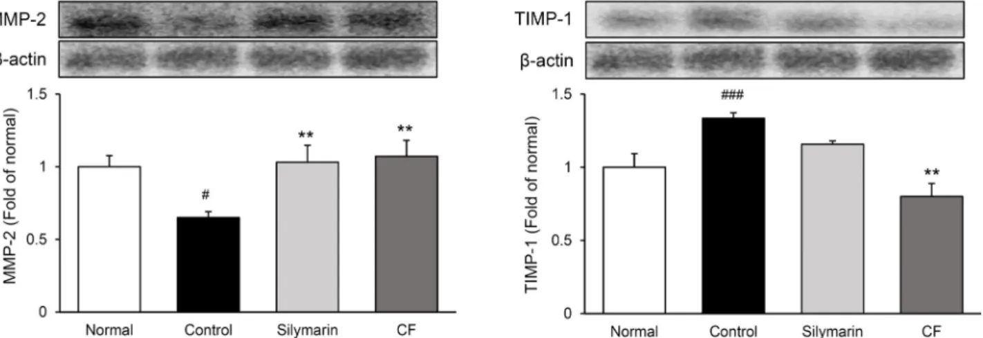 Fig. 3. Expression of MMP-2 and TIMP-1 proteins in liver tissue. All date are expressed mean±SD (n=9)