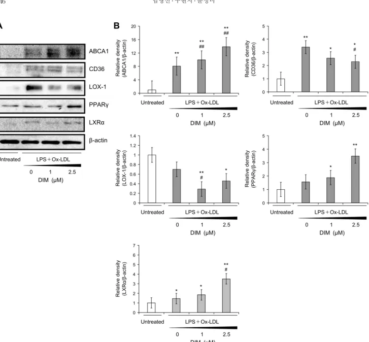 Fig. 3. Effects of DIM on the protein expressions of lipid accumulation and cholesterol efflux in THP-1 derived macrophages by  western blot