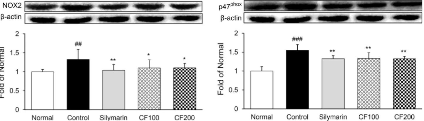 Fig. 4. Expression of NADPH oxidase proteins in liver tissue. All date are expressed mean±SD (n=8)