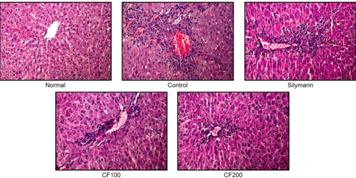 Fig. 7. Liver histological examination through H&amp;E staining (original magnification ×200)