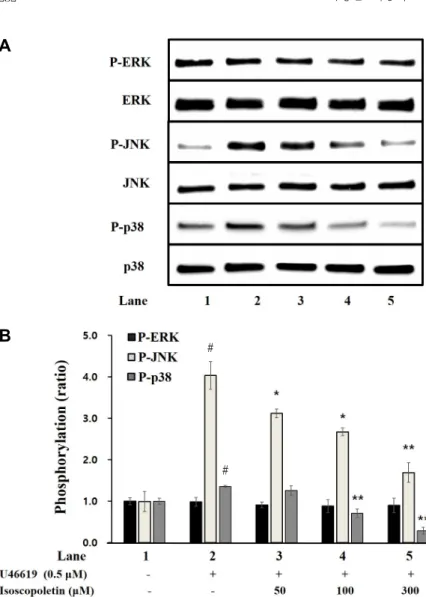 Fig. 6. Effects of isoscopoletin on MAPK pho- pho-sphorylation. (A) Western blotting band on MAPK  phosphorylation