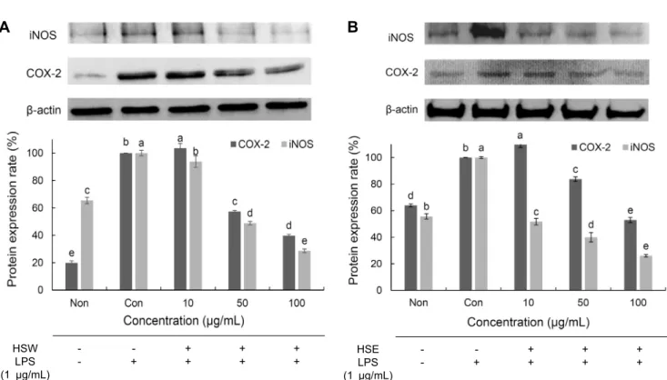 Fig. 4. iNOS and COX-2 protein expression in LPS-stimulated RAW 264.7 of Hydrangea serrata Seringe extracts