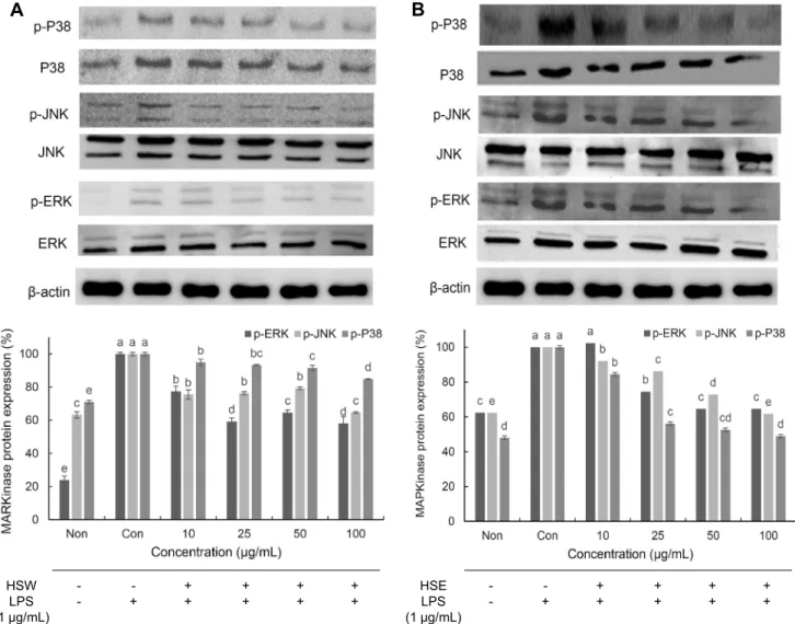 Fig. 5. Suppression effects of MAPK phosphorylations in LPS-stimulated RAW 264.7 of Hydrangea serrata Seringe extracts