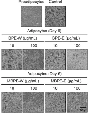 Fig. 5. Effects of BPEs and MBPEs on number and size of intra- intra-cellular lipid droplets in 3T3-L1 adipocytes