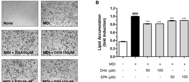 Fig. 3. Oil Red O staining of MDI-treated 3T3-L1 preadipocytes supplemented with none, DHA (50, 100 μM) or EPA (50, 100  μM) (A), which were quantified (B)