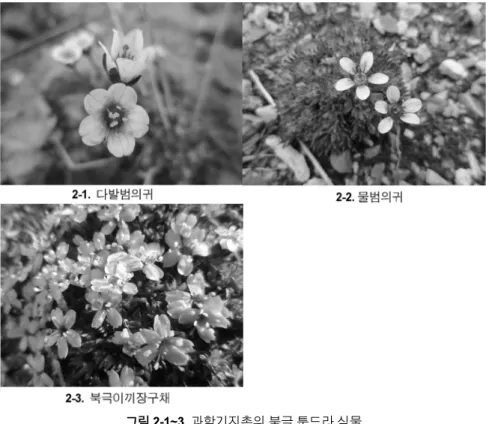 그림 2-4~6. 롱이어비엔의 북극 툰드라 식물