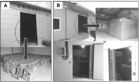 Fig. 1. Sulfur-fortified onions stored at room  temperature (A) or 1°C (B). Pictures were taken  at 0 week.이 높아 저장 중 중량 감소나 부패가 발생하기 쉬우므로 수확 후 1개월 이내에 소비될 때는 노지에 저장되지만, 대부분의 양파는 이듬해 첫 양파가 생산되기 전까지 저온저장 시설에 보관되고 있다(Jo와 Surh, 2016)