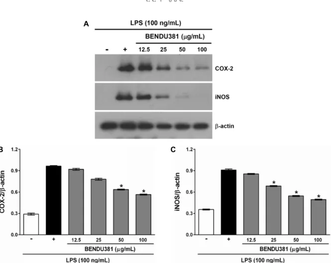 Fig. 2. Inhibitory effects of BENDU381 on COX-2 and iNOS expression in LPS-stimulated RAW264.7 cells