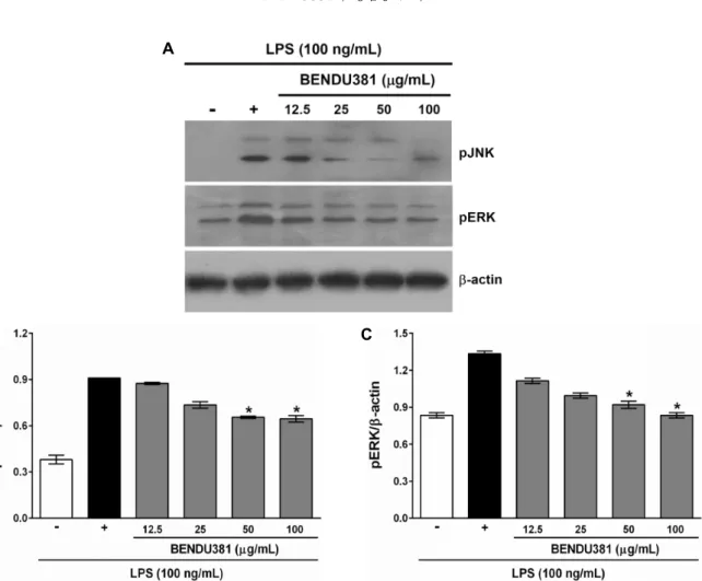Fig. 3. Inhibitory effects of BENDU381 on JNK and ERK phosphorylation in LPS-stimulated RAW264.7 cells