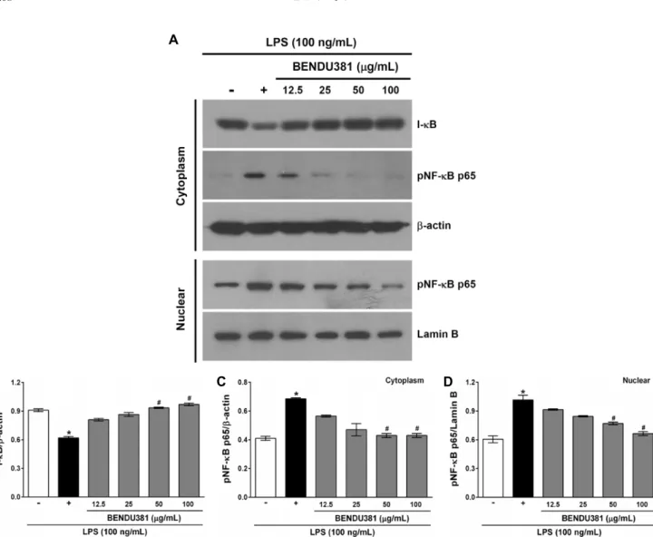 Fig. 4. Inhibitory effects of BENDU381 on I-κB and pNF-κB p65 expression in LPS-stimulated RAW264.7 cells