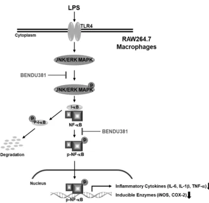 Fig. 5. A schematic illustration on proposed action  of BENDU381 in LPS-stimulated RAW264.7  mac-rophage