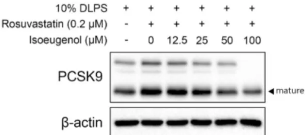 Fig. 3. Protein expression of HNF1α, SREBP2, and β-actin  regulated by isoeugenol at 50 and 100 μM in HepG2 cells