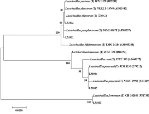 Fig. 1. Phylogenetic tree of the strains  isolated from Makgeolli through the  maximum likehood method based on the  16S rRNA gene sequences