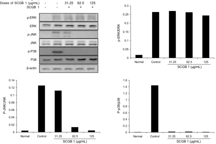 Fig. 4. Inhibition of MAPK activation by the extract of cheonggukjang fermented with B