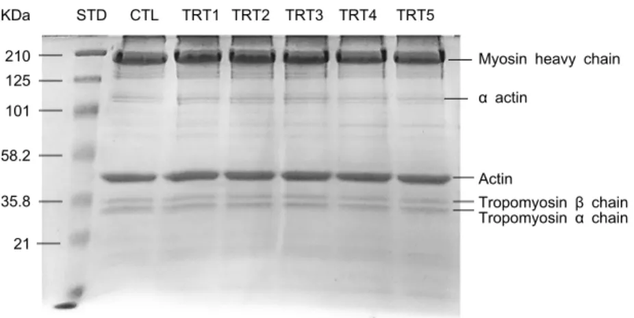 Fig. 2. SDS-PAGE of myofibrillar protein (MP)  with pea protein concentrate (PPC) and  trans-glutaminase (TG)