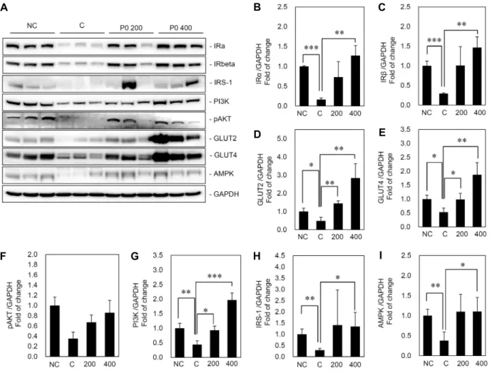 Fig. 4. Effects of KGC05P0 on protein expression in liver of C57BL/6J and C57BL/6J ob/ob mice