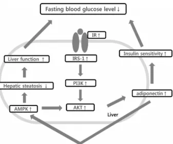 Fig. 5. Expected mechanism of fasting blood glucose control  by KGC05P0. IR, insulin receptor; IRS-1, insulin receptor  sub-strate-1; PI3K, phosphatidylinositol-3-kinase; AKT, protein  kin-ase B; AMPK, activated protein kinkin-ase.