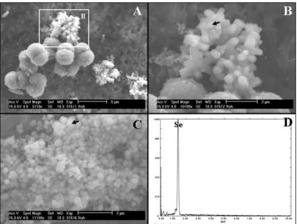 Fig. 3. Scanning electron photomicrographs of precipitates formed by the selenate reduction with QYMF
