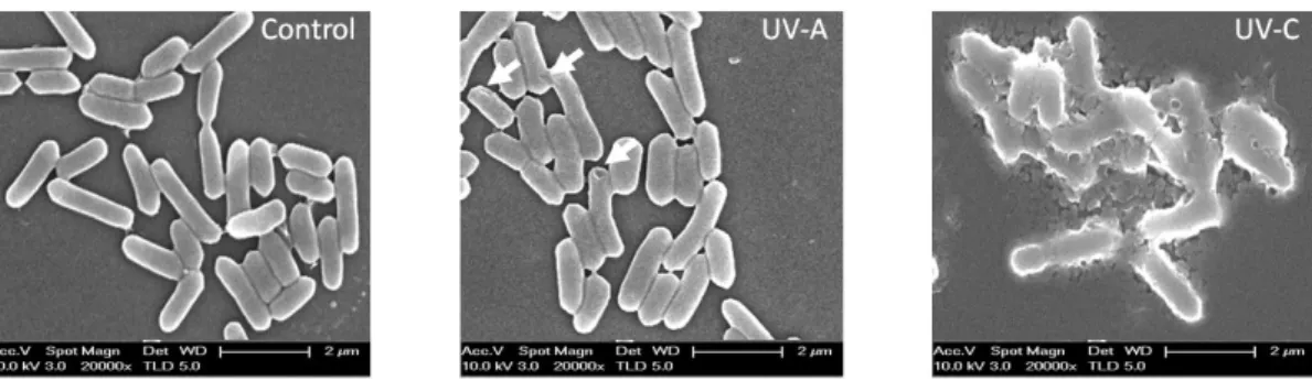Fig. 2. SEM image (magnification: 20,000×) of Listeria monocytogenes after UV-A or UV-C irradiation