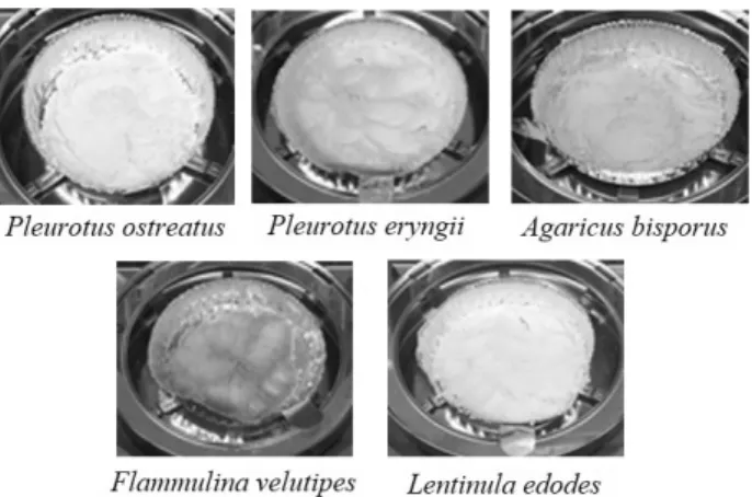 Fig. 1. Micronized mushrooms (through a 20 mesh sieve).본 연구에서는 5종의 버섯(새송이, 느타리, 팽이, 양송이, 표고)을 미세분말화하고 자외선 조사를 통해 비타민 D 전구체(ergosterol)가 ergocalciferol로 가장 많이 전환되는 버섯을 선정하여 최적 전처리 조건 및 공정 확립을 위한 연구를  진행하였다.재료 및 방법실험재료본  연구에  사용된  새송이(Pleurotus  eryngii),  느