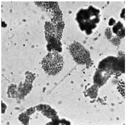 그림 5. Microcystis aeruginosa (×200).