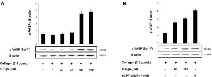 Fig. 4. Effects of G-Rg6 on VASP (Ser 157 ) phosphorylation. (A) Effects of G-Rg6 on collagen-induced VASP (Ser 157 )  phosphorylation