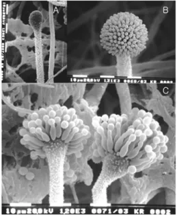 그림 1.  Aspergillus oryzae 의 자실체 형성과정  (A:  분생
