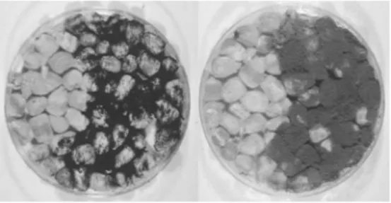 그림 7. 역병균인  Phytophthora capsici 의 생장을 억제