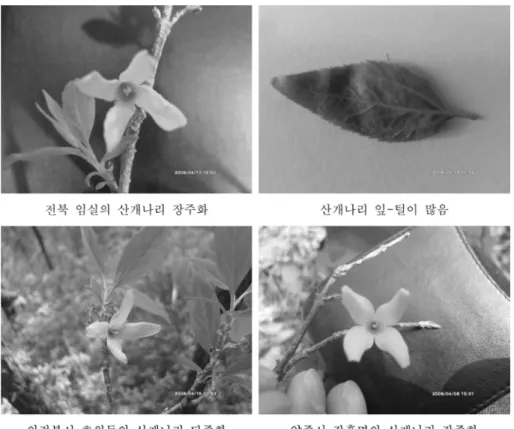 표 5. 개나리속(Forsythia)의 열매