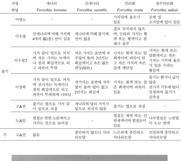 표 3. 개나리속(Forsythia)의 줄기 및 높이