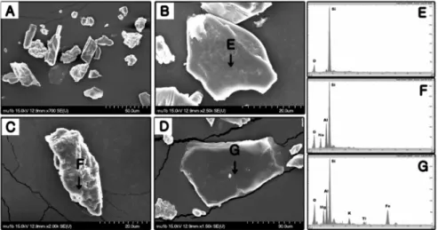 Fig. 6. SEM-EDX analysis of silt fraction of the inter tidal flat sediments sampled from Changmae-ri,  Hajae
