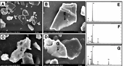 Fig. 7. SEM-EDX analysis of silt fraction of the inter tidal flat sediments sampled from Bokgil-ri,  Chunggae.