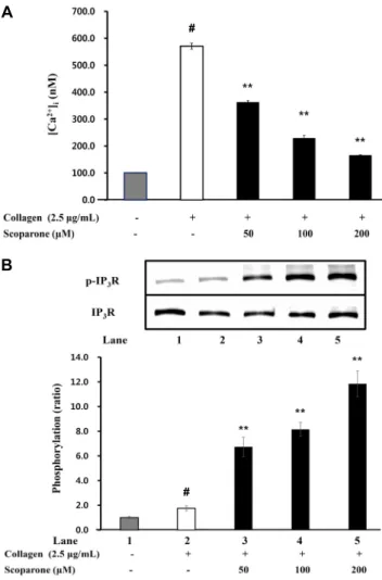 Fig. 3. Effects of scoparone on [Ca 2+ ] i  mobilization and IP 3 R  phosphorylation. (A) Inhibitory effects of scoparone on  colla-gen-induced [Ca 2+ ] i  mobilization