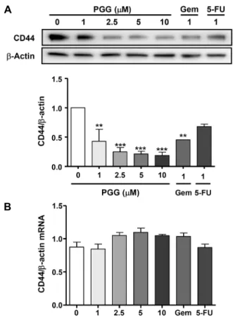 Fig. 3. Effect of PGG on (A) cell adhesion and (B) cell migration  of PANC-1. PANC-1 cells were treated with the indicated  con-centration of PGG, gemcitabine (Gem), or 5-FU for 90 min or  48 h, respectively