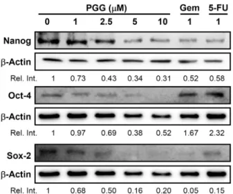 Fig. 5. PGG suppresses CD44 mediated signaling pathway. 