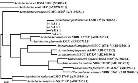 Fig. 1. Phylogenetic tree of isolates. This  phylogenetic tree was obtained from the  neighbor-joining method, based on nearly  complete 16S rRNA gene sequences  show-ing relationships between isolates and  Ace-tobacter spp..온도를 15°C로 보정하여 알코올 비중계로 알코올 도수(